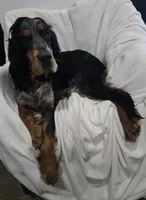 Buck, a male English Springer Spaniel for sale in Marshall, MN – Photo 3 of 4