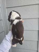 Buck, a male English Springer Spaniel for sale in Marshall, MN – Photo 2 of 4