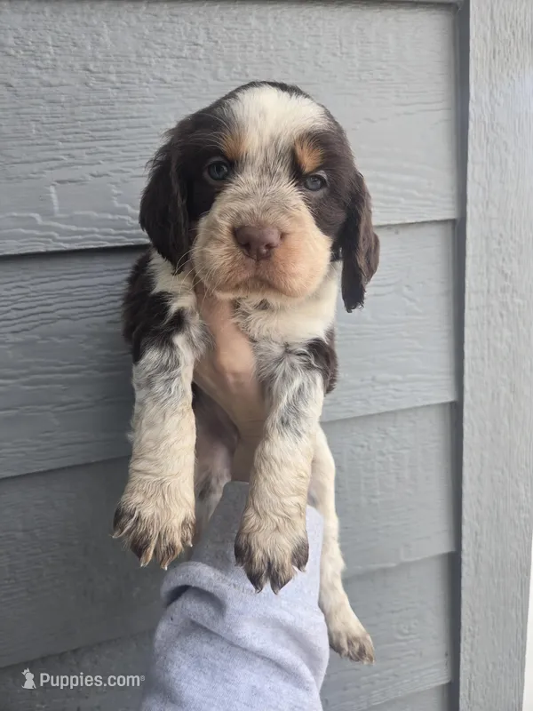 Buck – English Springer Spaniel puppy for sale in Marshall, MN
