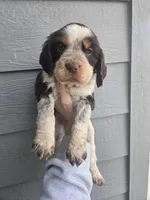 Buck, a male English Springer Spaniel for sale in Marshall, MN – Photo 1 of 4