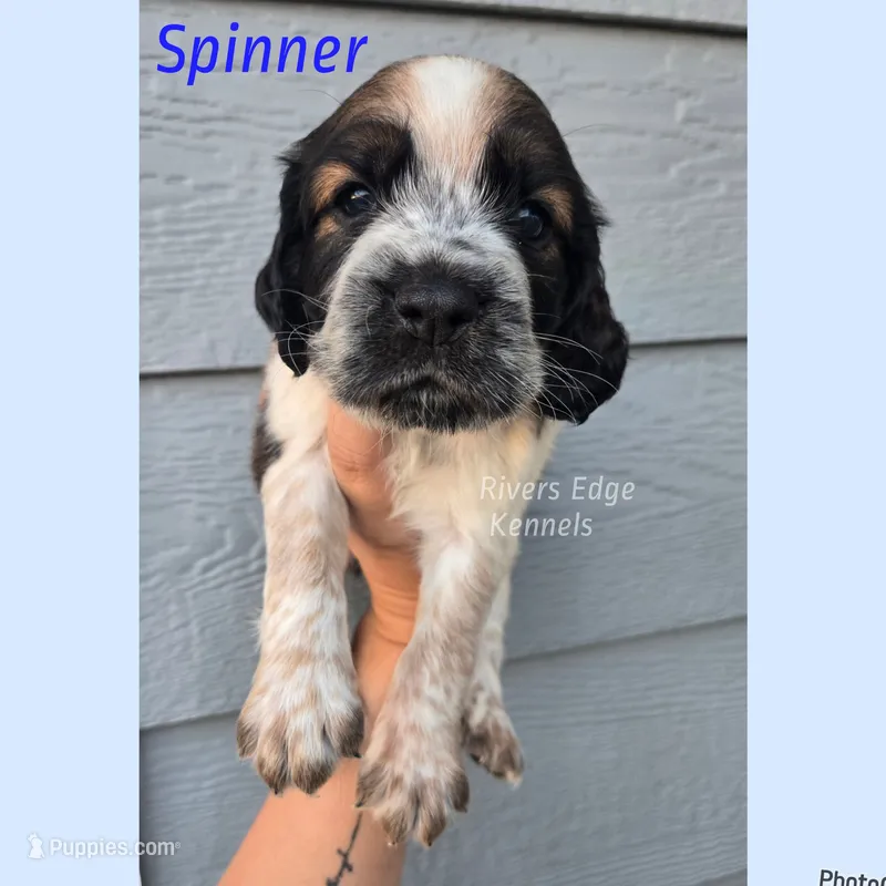 Spinner – English Springer Spaniel puppy for sale in Marshall, MN