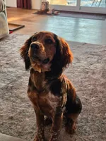 Cilla, a female English Springer Spaniel for sale in Marshall, MN – 5 of 9