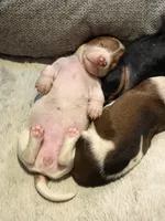 Clementine, a female Miniature Dachshund for sale in New Braunfels, TX – 3 of 3