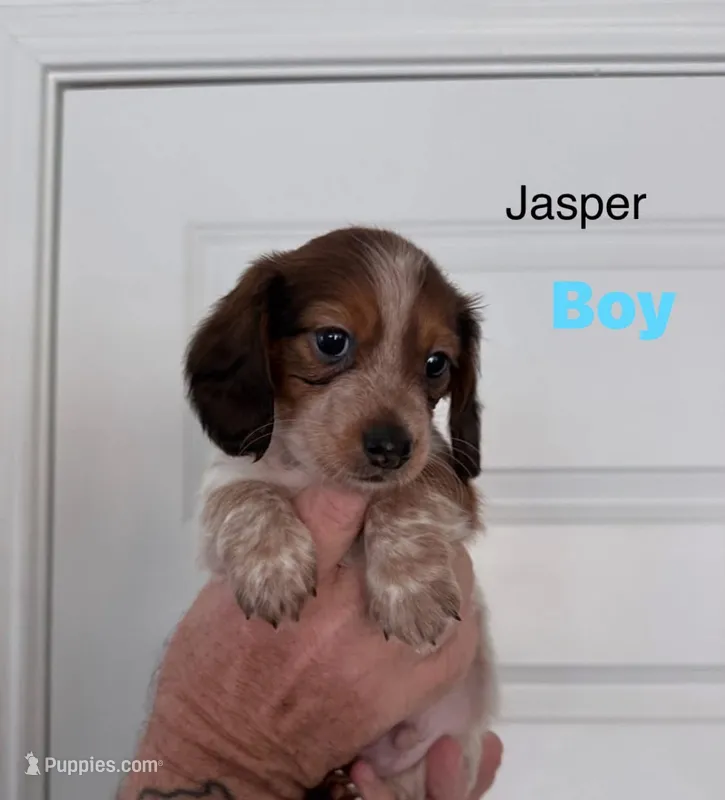 Jasper  – Miniature Dachshund puppy for sale in New Braunfels, TX