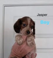 Jasper , a male Miniature Dachshund for sale in New Braunfels, TX – 1 of 1