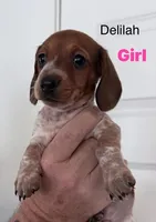 Delilah, a female Miniature Dachshund for sale in New Braunfels, TX – 1 of 1