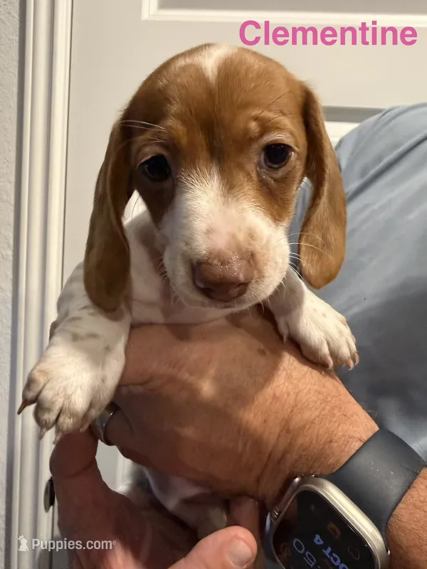 Clementine – Miniature Dachshund puppy for sale in New Braunfels, TX