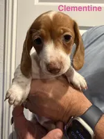 Clementine, a female Miniature Dachshund for sale in New Braunfels, TX – 1 of 3