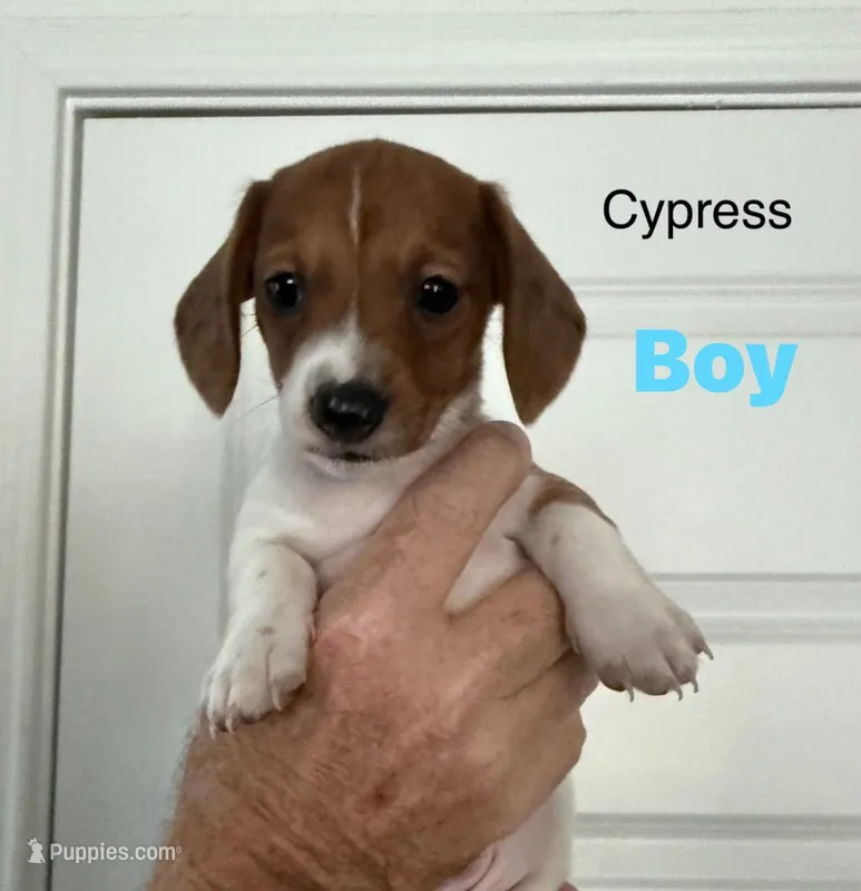 Cypress – Miniature Dachshund puppy for sale in New Braunfels, TX