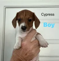 Cypress, a male Miniature Dachshund for sale in New Braunfels, TX – 1 of 1
