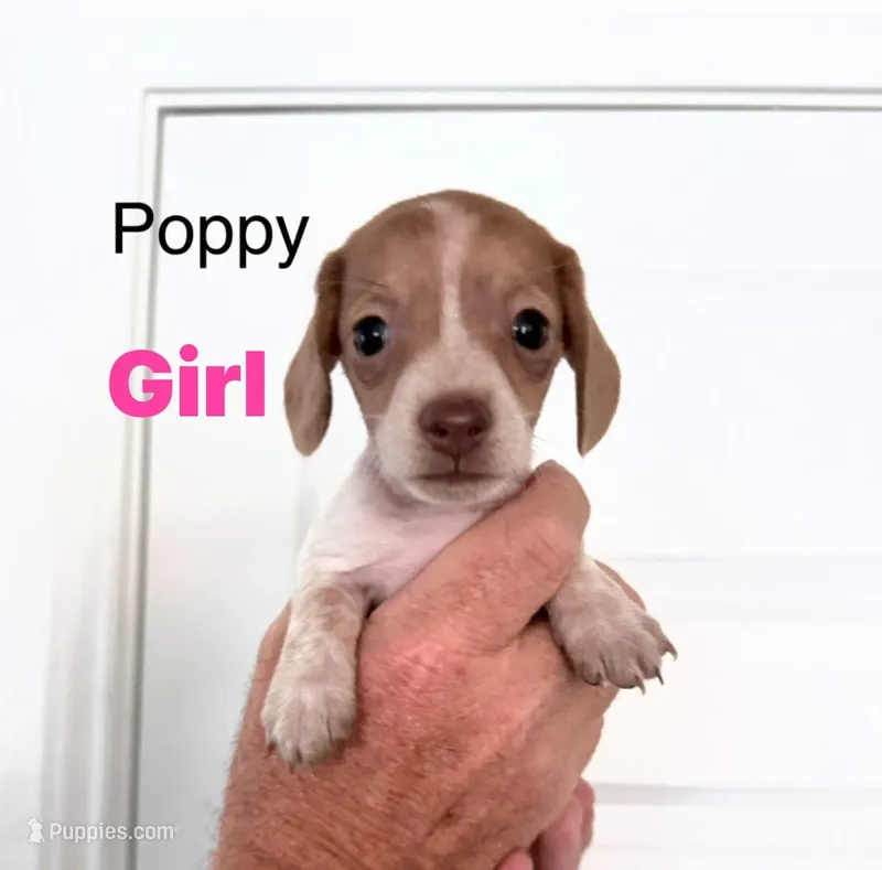 Poppy – Miniature Dachshund puppy for sale in New Braunfels, TX