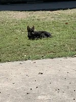 Gsd puppy, a male German Shepherd Dog for sale in Rockingham, NC – 2 of 2