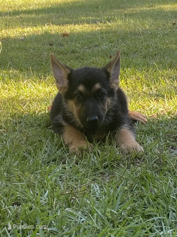 Gsd puppy – German Shepherd Dog puppy for sale in Rockingham, NC
