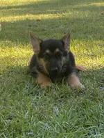 Gsd puppy, a male German Shepherd Dog for sale in Rockingham, NC – 1 of 2