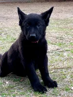 Gsd puppies, a male German Shepherd Dog for sale in Rockingham, NC – Photo 4 of 4