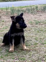Gsd puppies, a male German Shepherd Dog for sale in Rockingham, NC – Photo 2 of 4