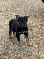 Gsd puppies, a male German Shepherd Dog for sale in Rockingham, NC – Photo 1 of 4