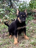 Gsd puppies, a male German Shepherd Dog for sale in Rockingham, NC – Photo 3 of 4