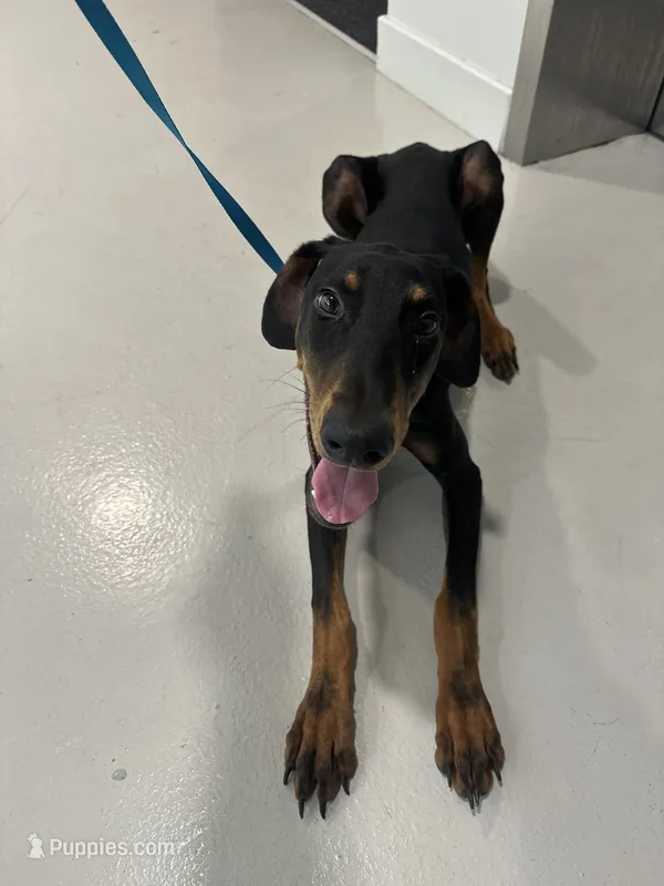 Xylo  – Doberman Pinscher puppy for sale in Houston, TX