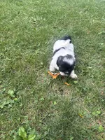 Tia, a male Shih Tzu for sale in Lakewood, OH – 6 of 7