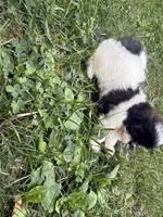 Tia, a male Shih Tzu for sale in Lakewood, OH – 3 of 7