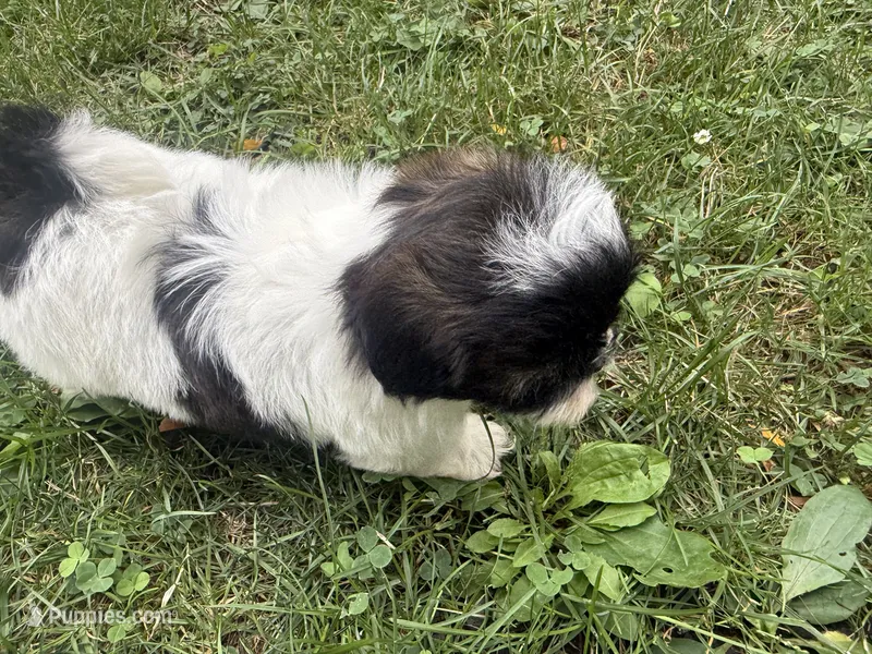 Tia – Shih Tzu puppy for sale in Lakewood, OH