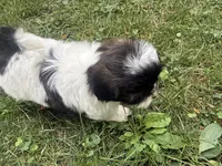 Tia, a male Shih Tzu for sale in Lakewood, OH – 1 of 7