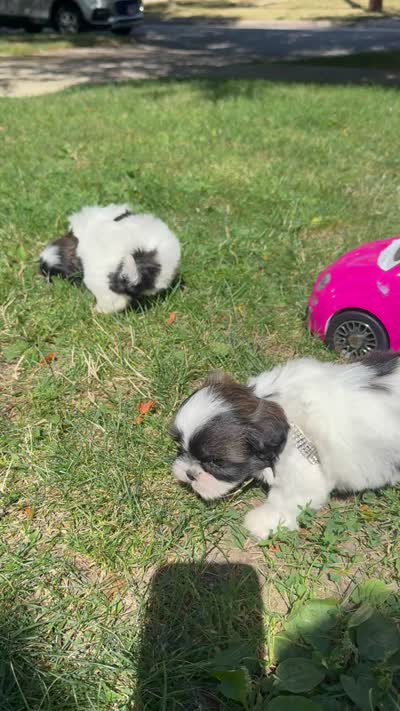 Tia, a male Shih Tzu for sale in Lakewood, OH – 7 of 7