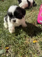 Tia, a male Shih Tzu for sale in Lakewood, OH – 5 of 7