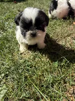 Tia, a male Shih Tzu for sale in Lakewood, OH – 2 of 7