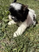 Tia, a male Shih Tzu for sale in Lakewood, OH – 4 of 7