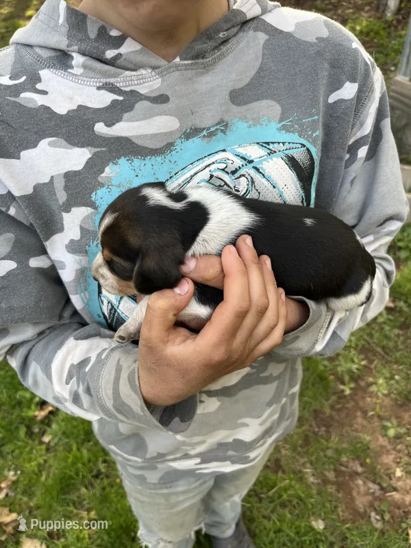 Puppy 2 – Beagle puppy for sale in South Range, WI