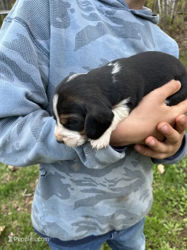 Puppy 7 – Beagle puppy for sale in South Range, WI