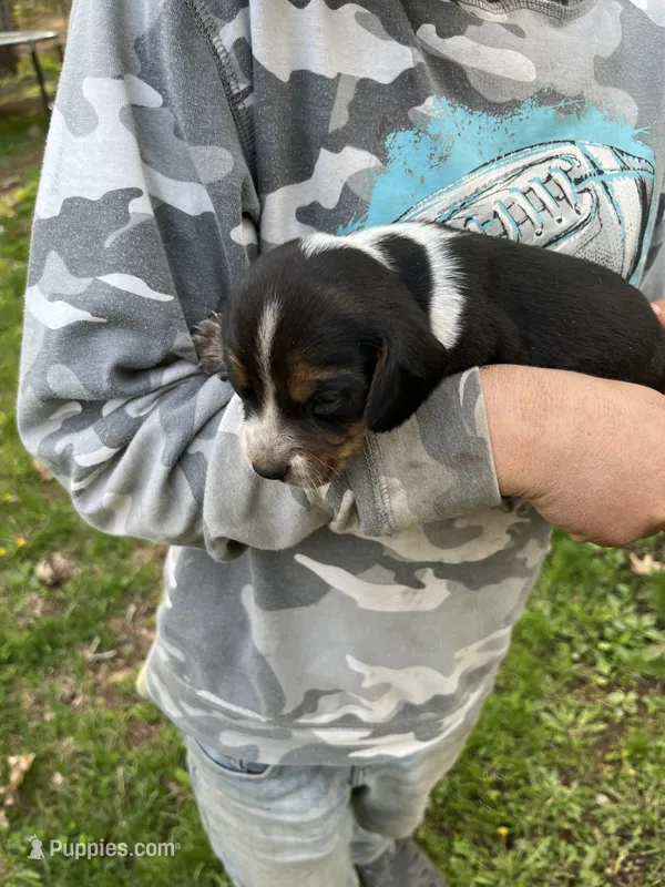 Puppy 6 – Beagle puppy for sale in South Range, WI