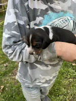 Puppy 6, a male Beagle for sale in South Range, WI – 1 of 1