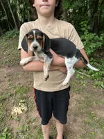 Puppy 8 , a male Beagle for sale in South Range, WI – 2 of 4