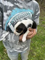 Puppy 9 , a female Beagle for sale in South Range, WI – 1 of 1