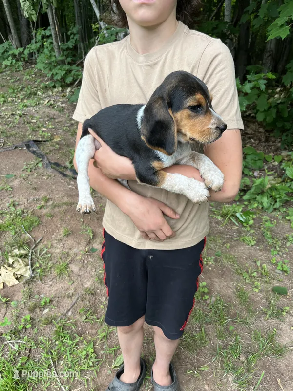 Puppy 2 – Beagle puppy for sale in South Range, WI