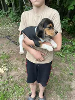 Puppy 2, a male Beagle for sale in South Range, WI – 1 of 3