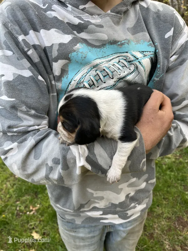 Puppy 4 – Beagle puppy for sale in South Range, WI