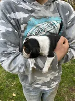 Puppy 4, a male Beagle for sale in South Range, WI – 1 of 1