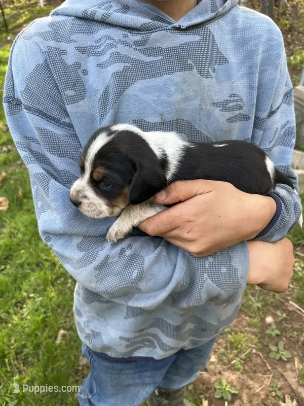 Puppy 1  – Beagle puppy for sale in South Range, WI
