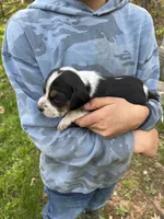 Puppy 1 , a male Beagle for sale in South Range, WI – 1 of 1