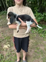 Puppy 8 , a male Beagle for sale in South Range, WI – 3 of 4