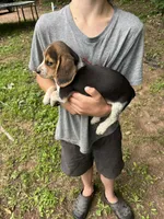 Puppy 4, a male Beagle for sale in South Range, WI – 2 of 3