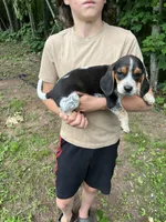 Puppy 5, a male Beagle for sale in South Range, WI – 1 of 3