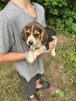 Puppy 4, a male Beagle for sale in South Range, WI – 3 of 3