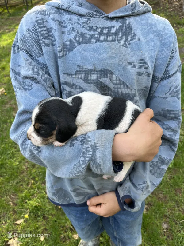 Puppy 3 – Beagle puppy for sale in South Range, WI