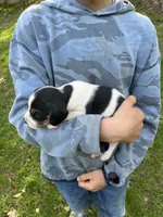 Puppy 3, a male Beagle for sale in South Range, WI – 1 of 1