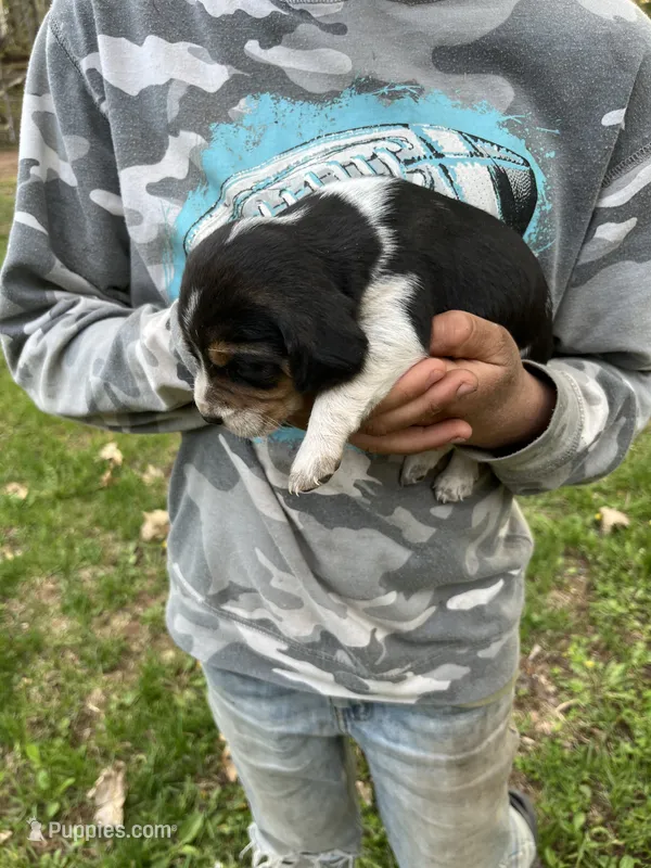 Puppy 8  – Beagle puppy for sale in South Range, WI